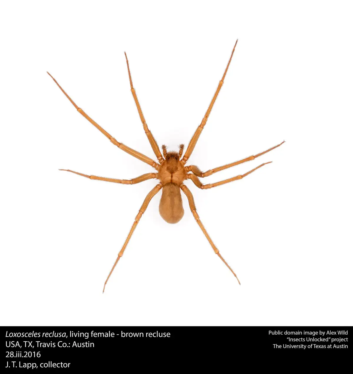 Tan brown recluse spider from above showing the violin marking on its back