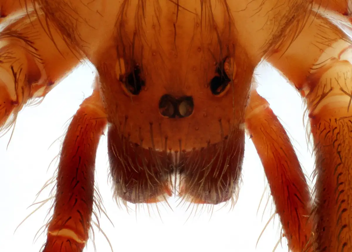 Extreme macro of a brown recluse face showing the six eyes in three pairs